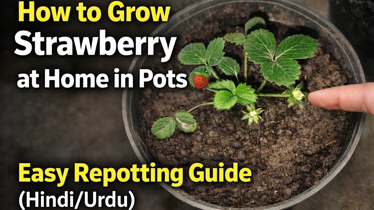 How to Grow Strawberry at Home in Pot | Strawberry Repotting Guide (Hindi/Urdu)