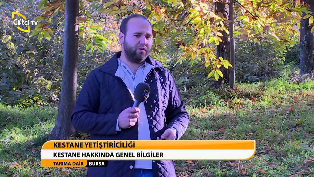 TARIMA DAİR-BURSA/KESTANE YETİŞTİRİCİLİĞİ