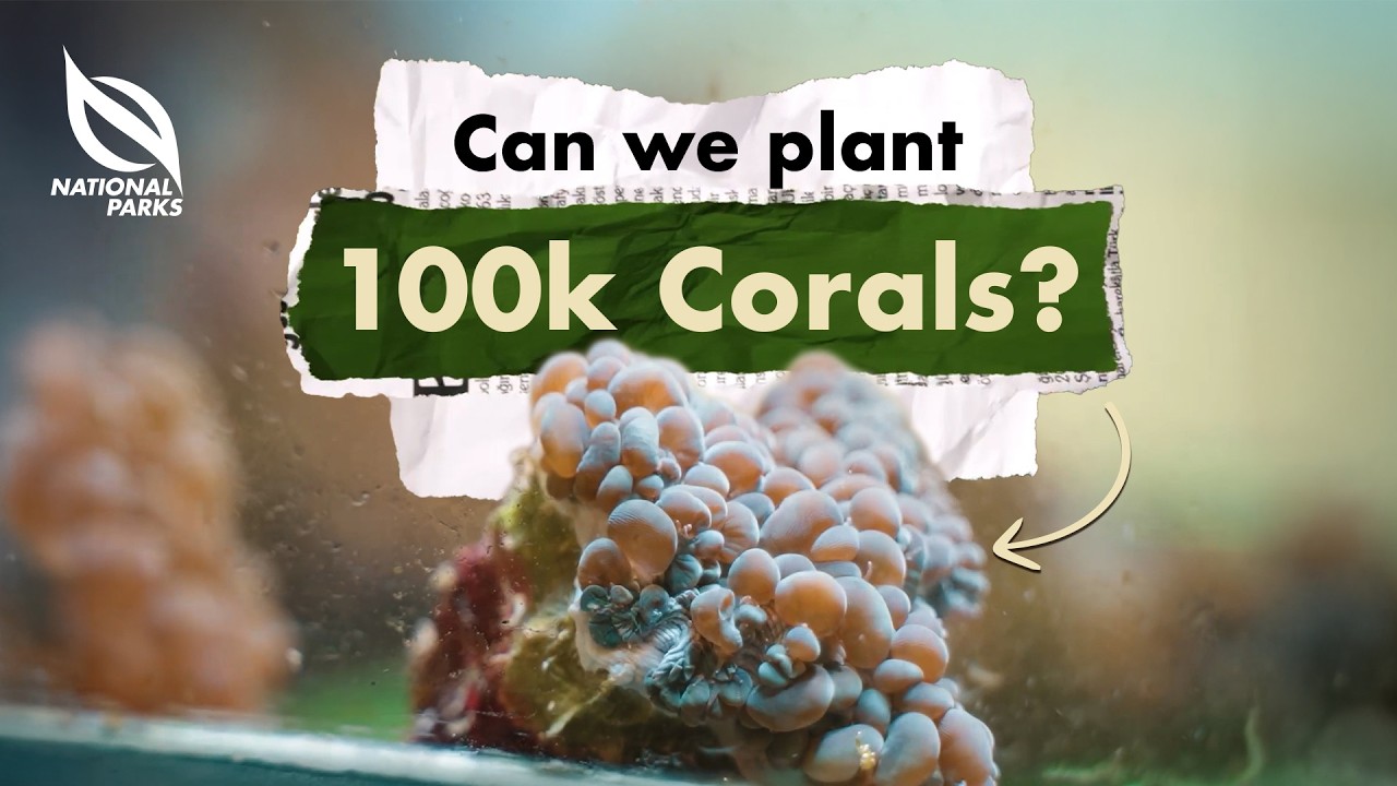 Портреты от NParks | Сможем ли мы посадить 100 тысяч кораллов?