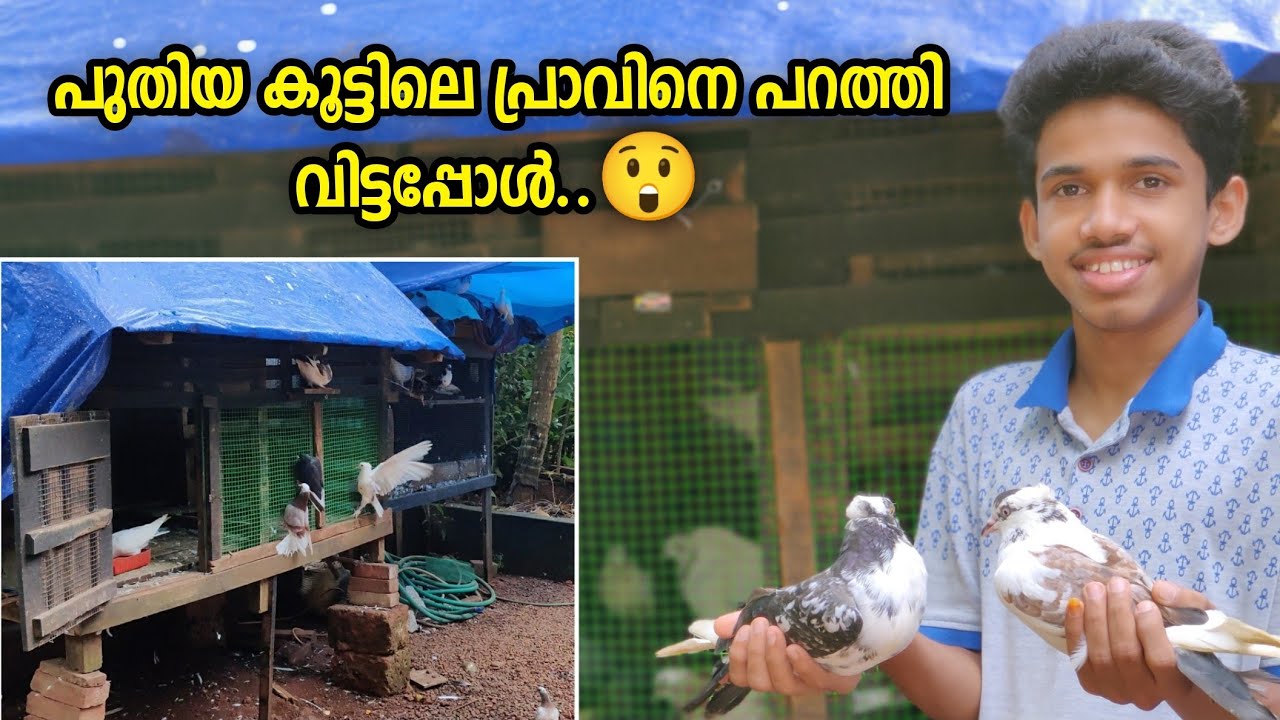 പുതിയ കൂട്ടിലെ പ്രാവിനെ പറത്തി വിട്ടപ്പോൾ..😲 | My Nadan Parava Collection 🕊️ | SINAN CT 🥰