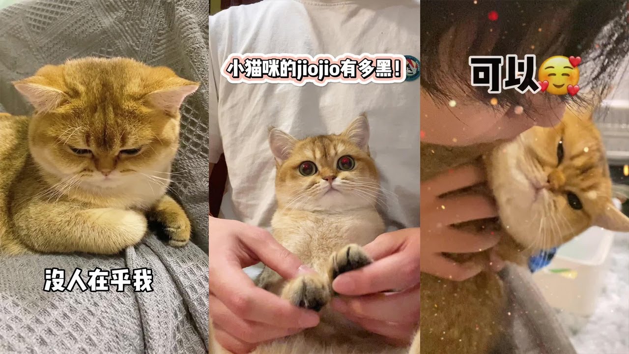 【牛奶是只猫】事实证明再可爱的小猫咪 看到帅哥都会害羞😊
