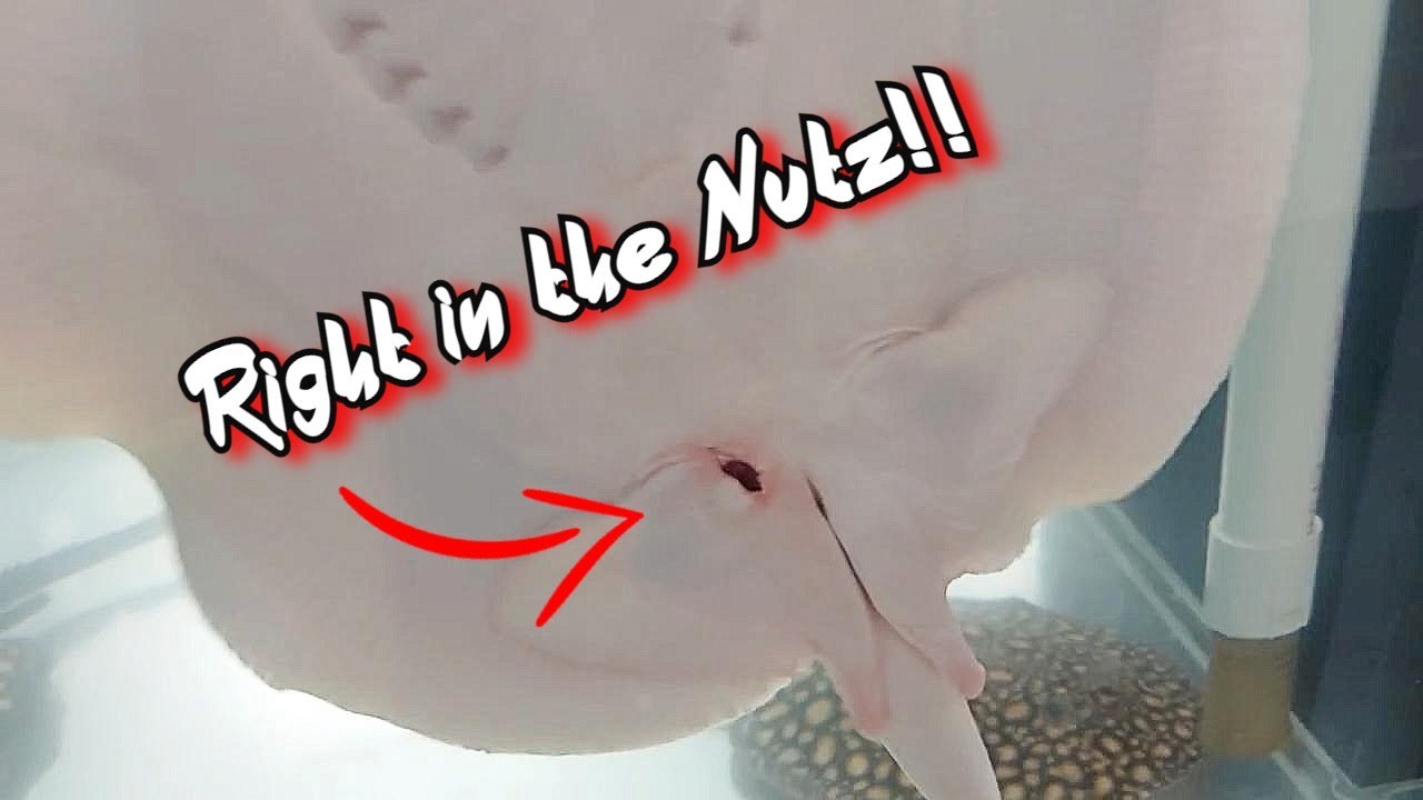 Stingray got Stung - Why is my so water cloudy?