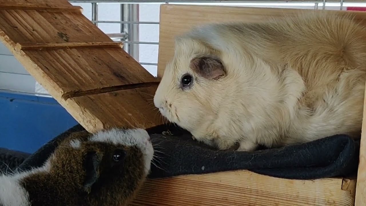 Meerschweinchen: Stress-Quieken, Zähne klappern und Eskalation!