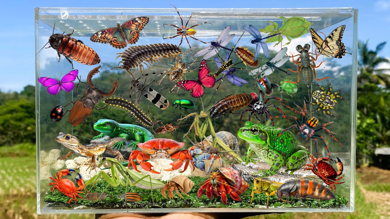 I Am catching insects in the garden, I got Mantis, Millipede, Cockroach, Butterfly, Spider, Hamster