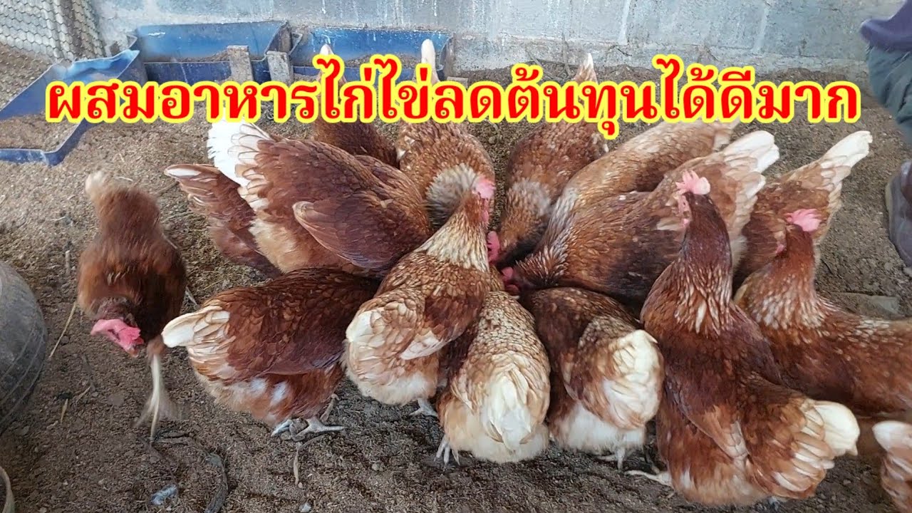 ผสมอาหารไก่ไข่ช่วยลดต้นทุน #ไก่ไข่ #เลี้ยงไก่ #อาหารไก่ #ผสมอาหาร #ลดต้นทุน