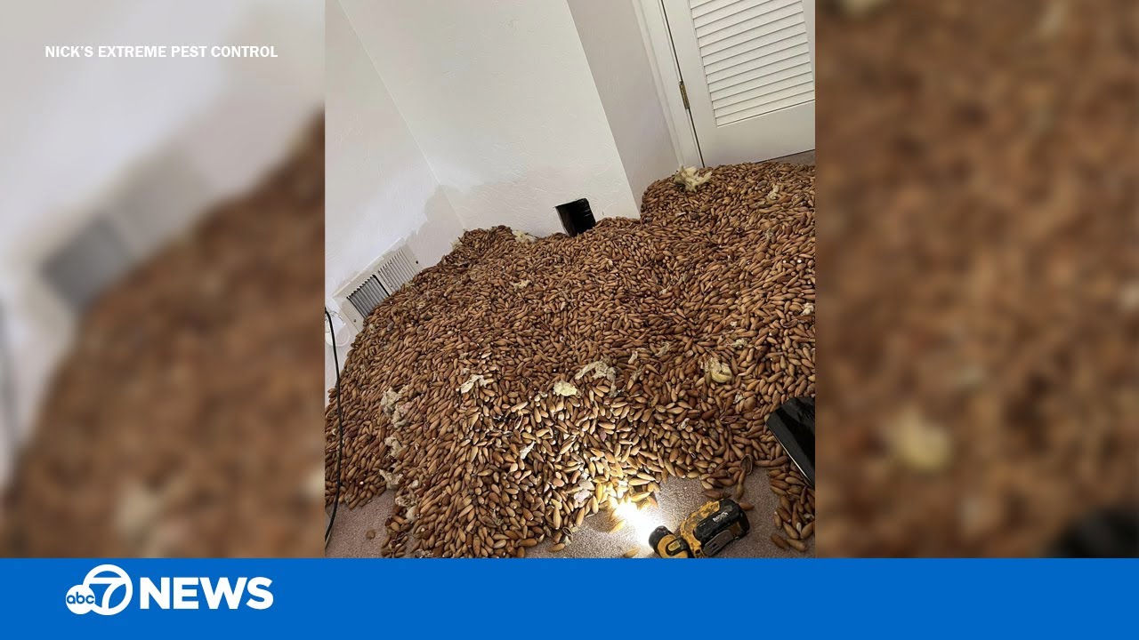 Woodpecker stored over 700lbs of acorns in walls of CA home, pest control company says