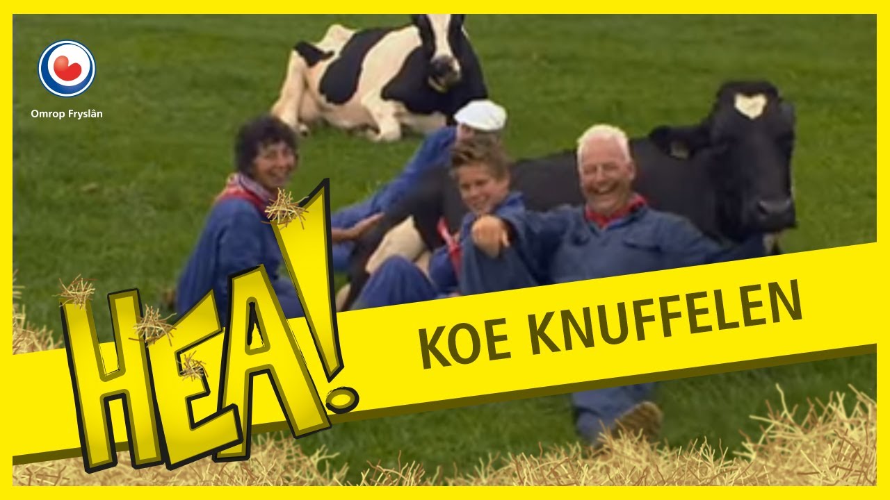 HEA! Koe knuffelen in Delfstrahuizen