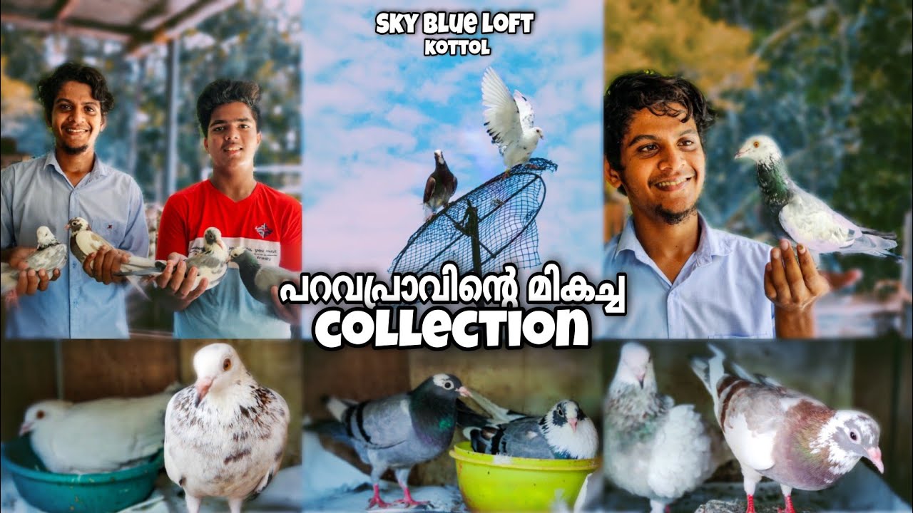 വിസ്മയ കാഴ്ച ഒരുക്കി മനോഹരമായ പറവകളും.  കുറഞ്ഞ  ചിലവിൽ  നിർമ്മിച്ച കൂടും....