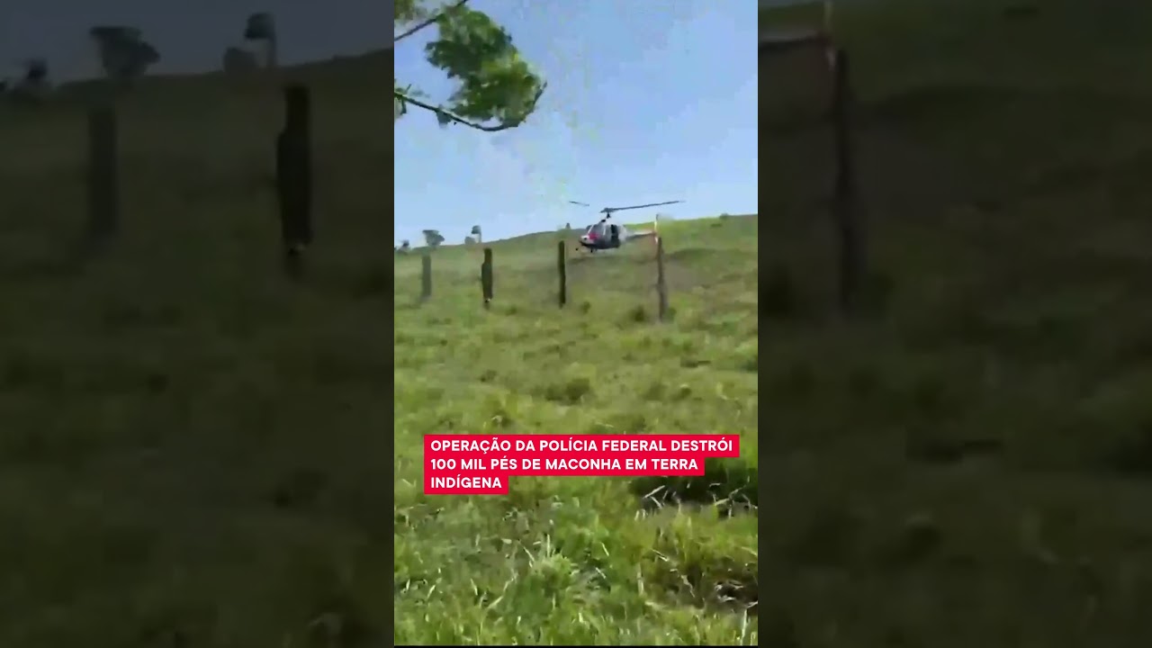 OPERA&Ccedil;&Atilde;O DA POL&Iacute;CIA FEDERAL DESTR&Oacute;I 100 MIL P&Eacute;S DE MACONHA EM TERRA IND&Iacute;GENA