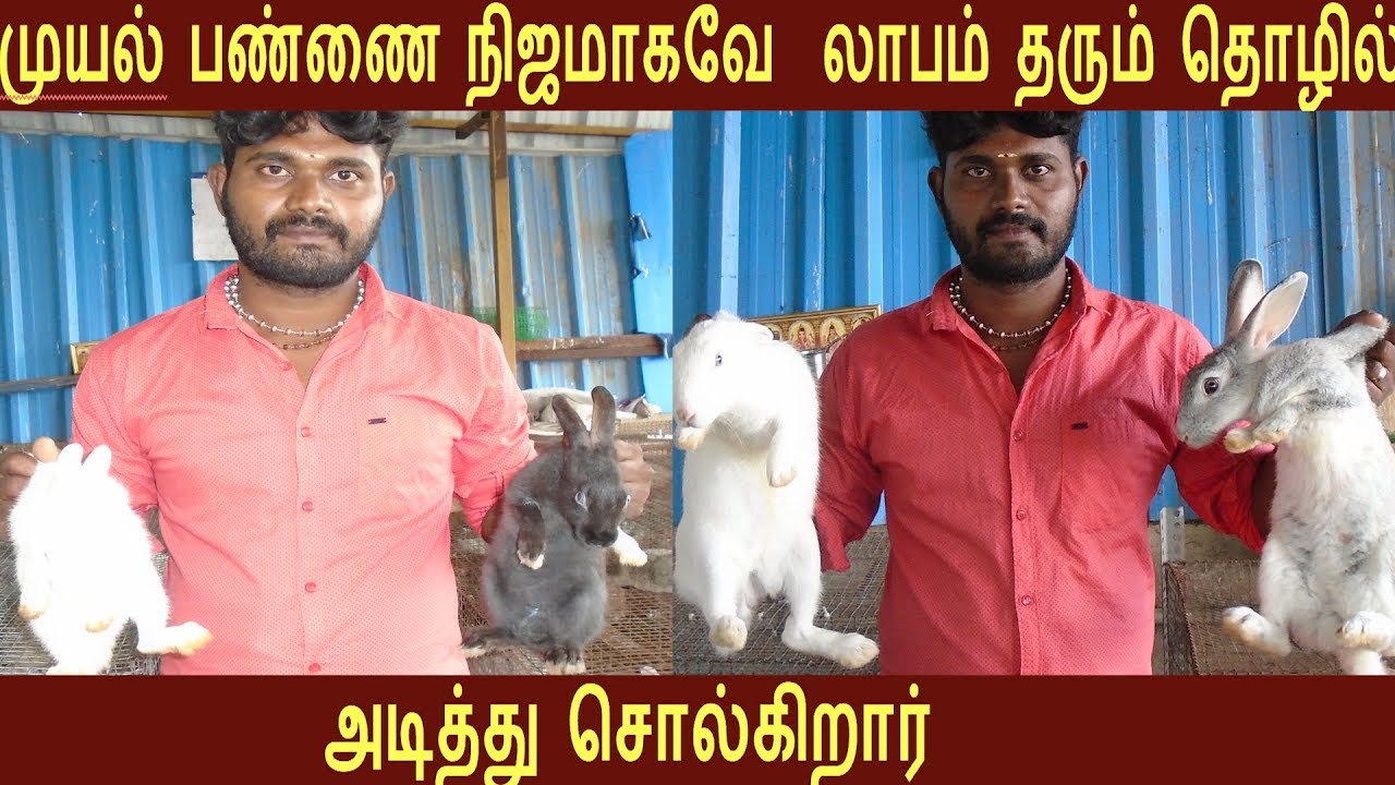 வெறும் 300 அடியில் முயல்கள் வளர்த்து   மாதம் 25,000 எடுக்கிறார்