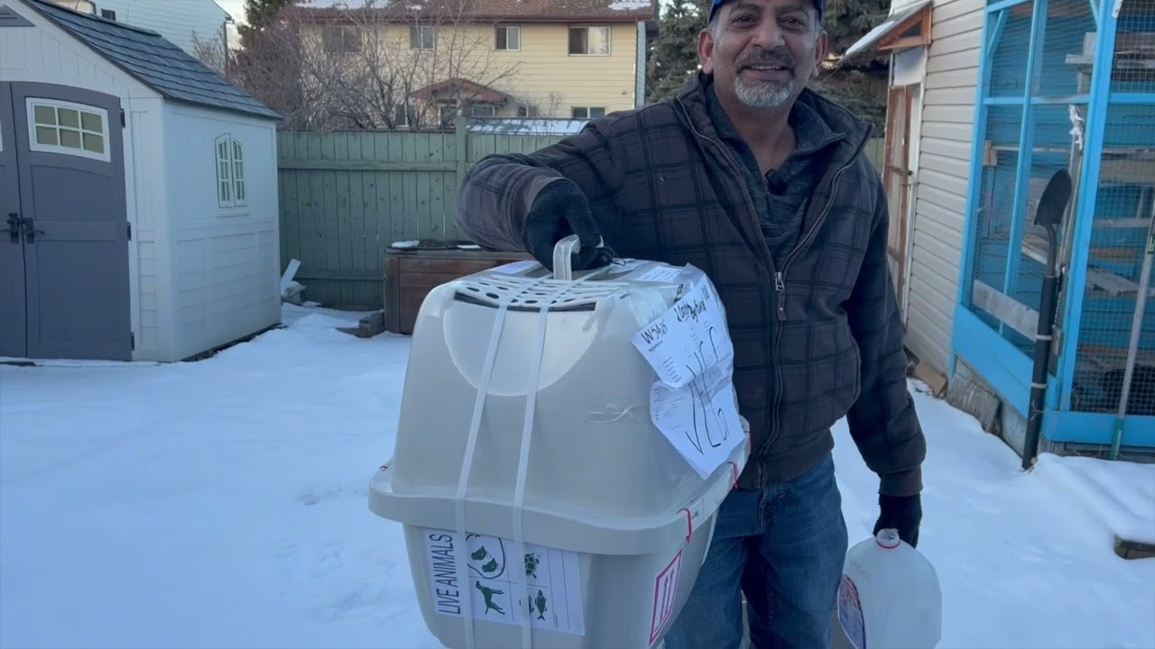 Bringing Back 30 Years Old Pigeon Breed In Canada || Birds Came from Toronto.