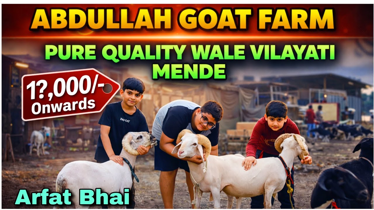 Pure Quality Wale Vilayati Mende in Kalyan  #youtubevideos #viralvideo @AsimShaikh 
