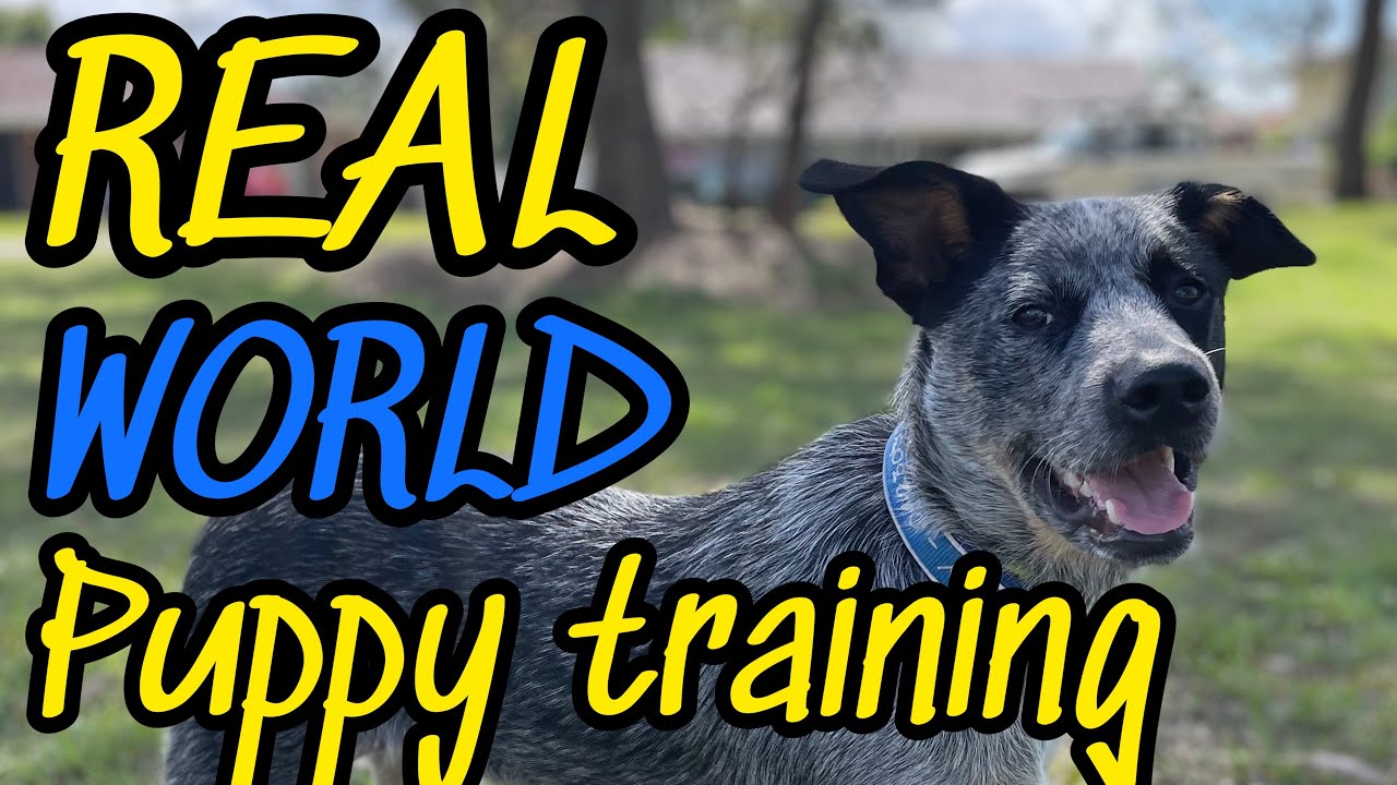 REAL WORLD POV Puppy training