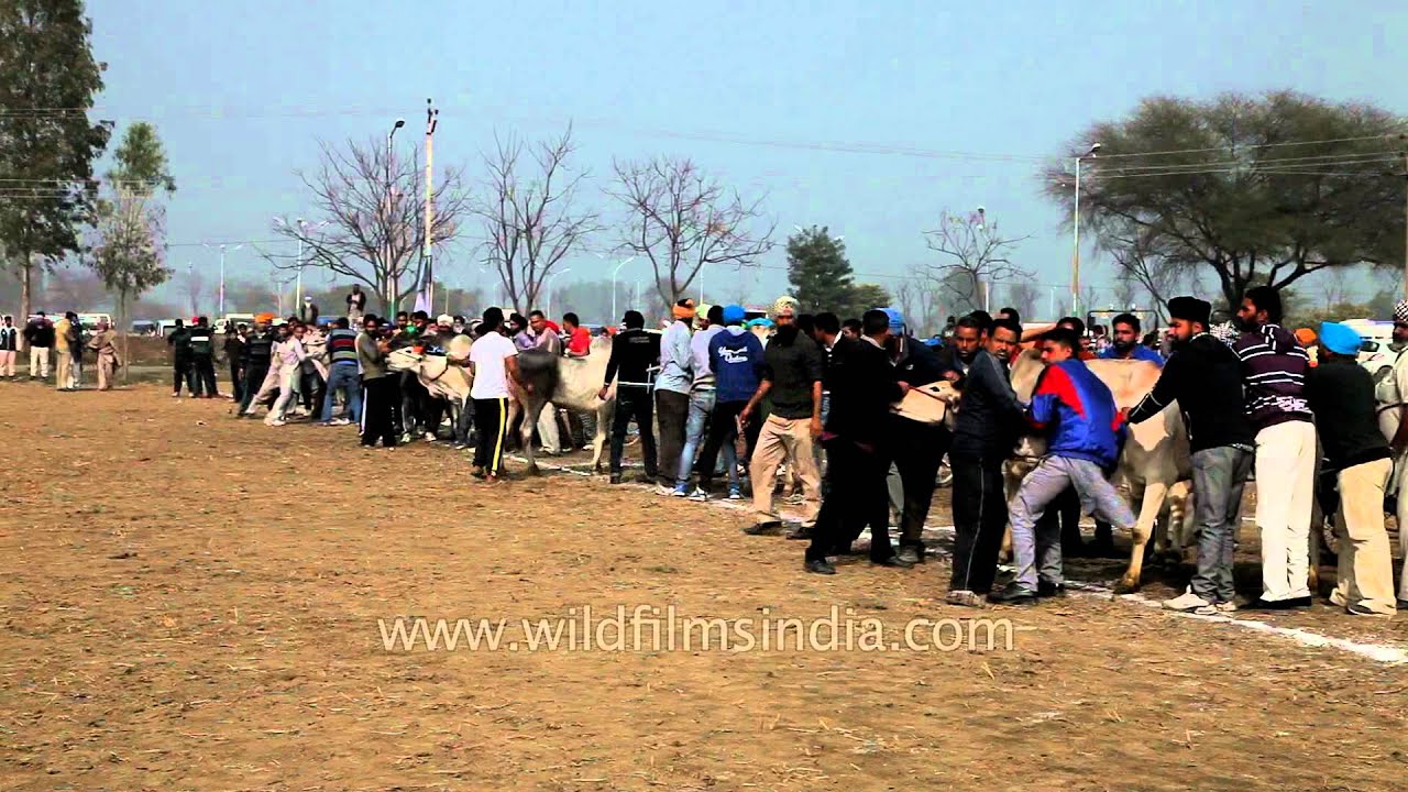 Bullock cart race during Indian Rural Olympics