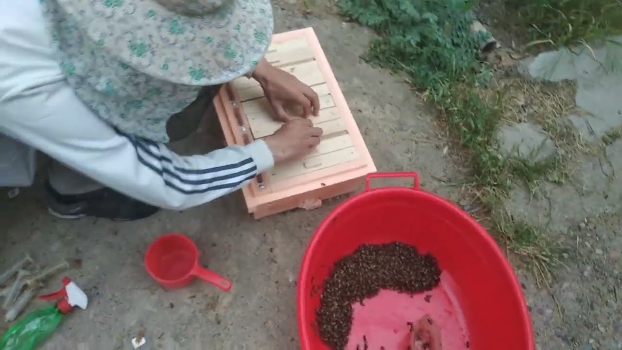 Микронуклеусда ишлаш. Она ари урчитиш учун...