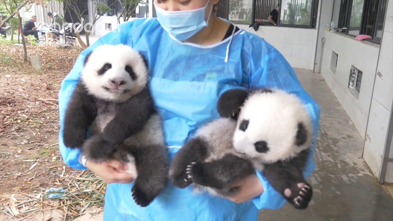 Nanny's panda collection