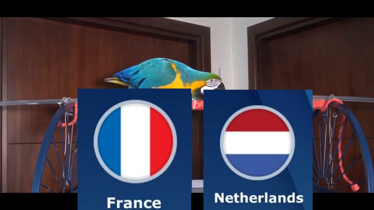 France vs Netherlands Prediction - UEFA EURO Qualifiers - Parrot Prediction