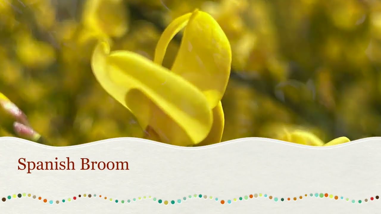 Spanish broom in full bloom, captured on iPhone 🌼