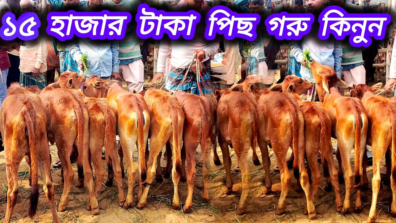 ৩১/০৭/২৫/ দেশি বকনা বাছুর গরুর ১৫ হাজার টাকা থেকে শুরু ২৭ হাজার টাকা প্রযন্ত // বিক্রি হয়ে গেল #cow 