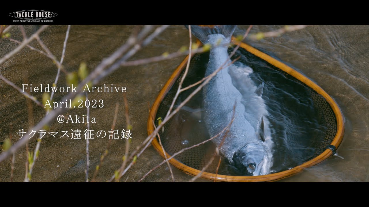 【F.W.A】サクラマス遠征記録。秋田県米代川/2023年4月