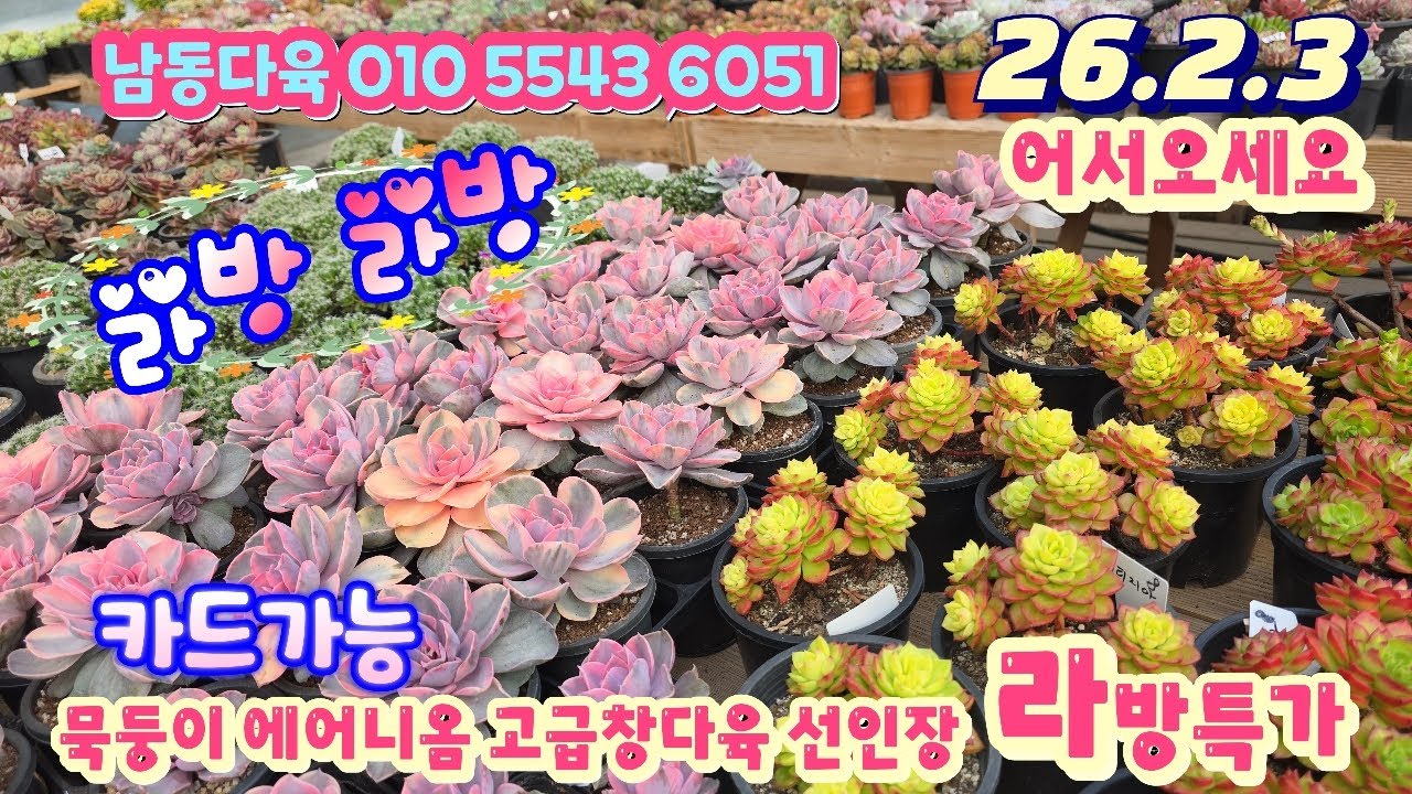 26/2/3(라이브)#남동다육 010 5543 6051/에어니옴 묵둥이 고급창다육 선인장등