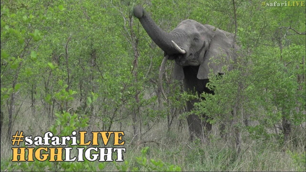 A female elephant with a deformed tusk returns to the sabi sands