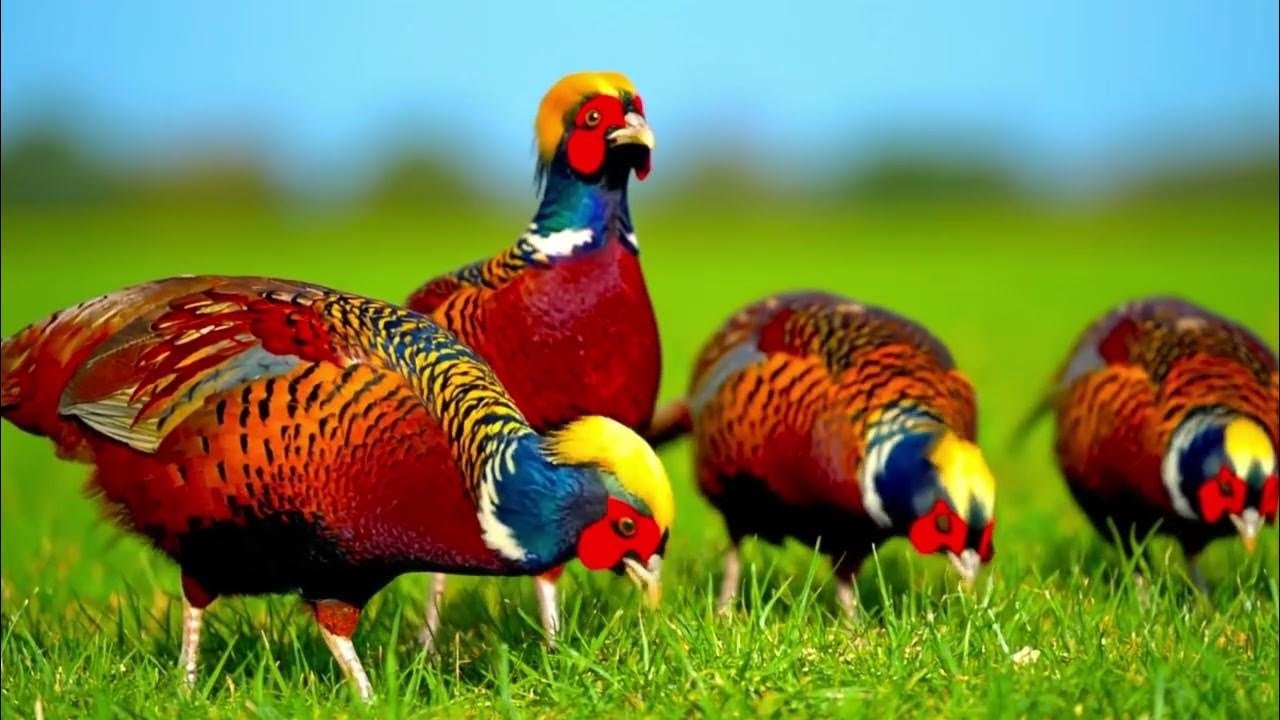Nature Sounds  Relaxing Music  Birds Singing in the Forest for Calm Focus  Deep Peace   Peaceful Bir
