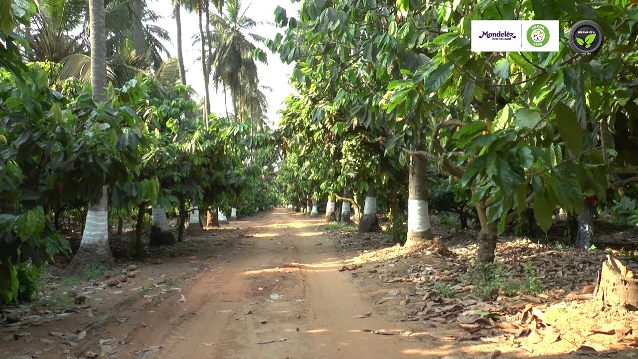ತೆಂಗಿನಲ್ಲಿ ಮೂರು ದಶಕಗಳ ಕೋಕೋ ತೋಟ | Cocoa