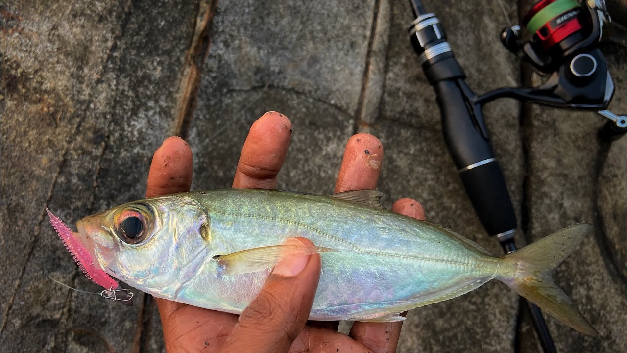 Aji fishing Ultra light Game using Aji softbaits, Goa fishing , India fishing