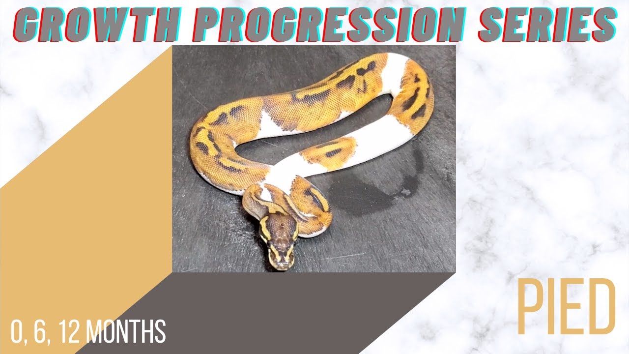 Pied Ball Python 0, 6, 12 month-Growth Progression Series