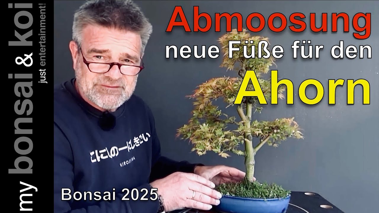 Bonsai 2025-33 - japanischer Ahorn - Acer - die Abmoosung aus dem Frühlingsvideo