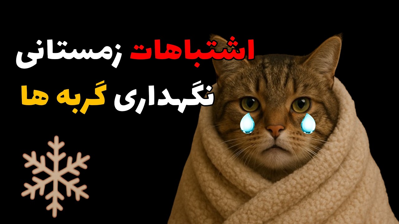 خواهشا این کارارو تو زمستون نکن! ۹۸٪ از صاحبای گربه‌ تو زمستون انجام میدن