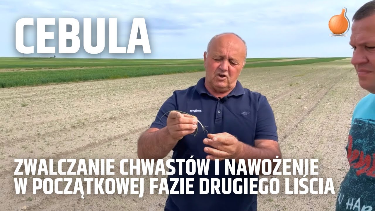 Cebula - zwalczanie chwastów i nawożenie w początkowej fazie drugiego liścia