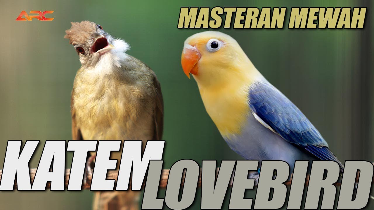 MASTERAN KAPAS TEMBAK DAN LOVEBIRD  | AUDIO JERNIH