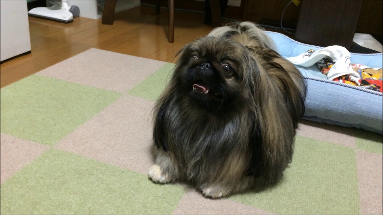黙って待つなんて出来ない！モフモフペキニーズの言いたいことを通訳します