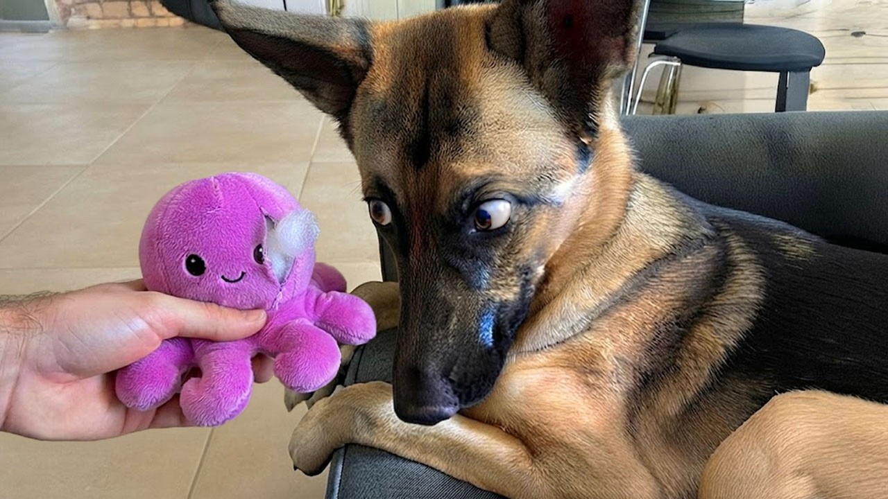 You Won't Believe How FUNNY These GERMAN SHEPHERDS Dogs Are 🤣