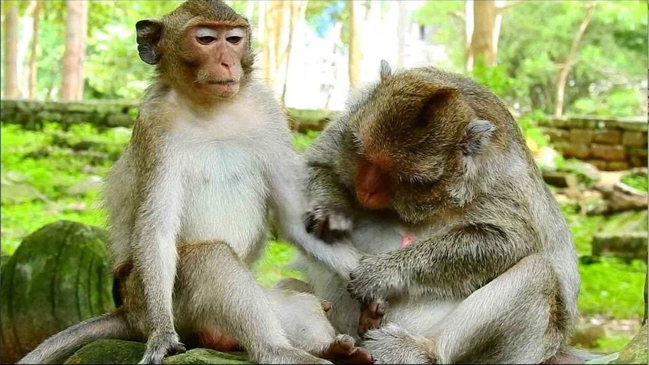 Great !! monkey grooming , sweet monkey grooming