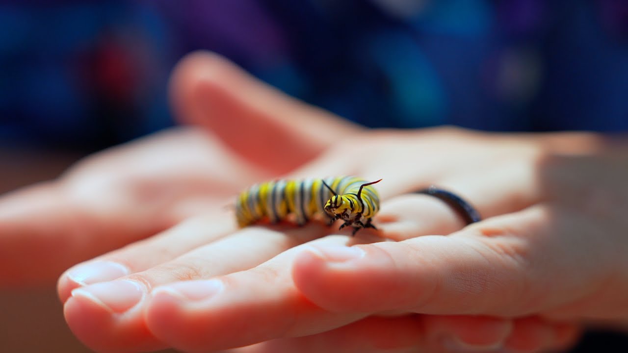Butterfly Research with Disney Conservation