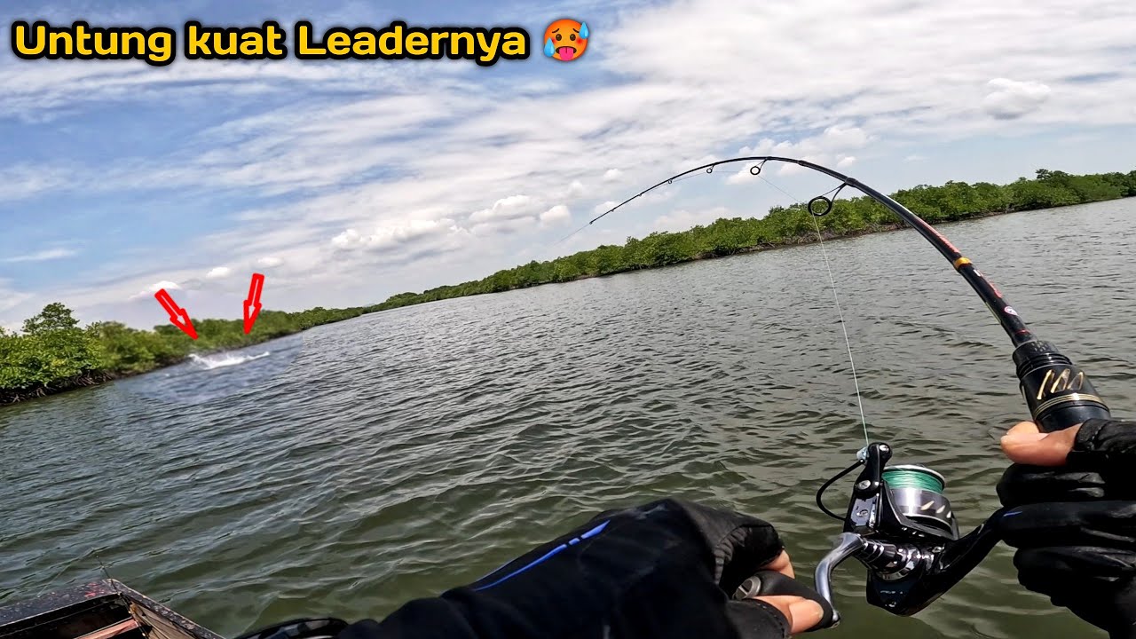 MANCING IKAN BARRAMUNDI BESAR 