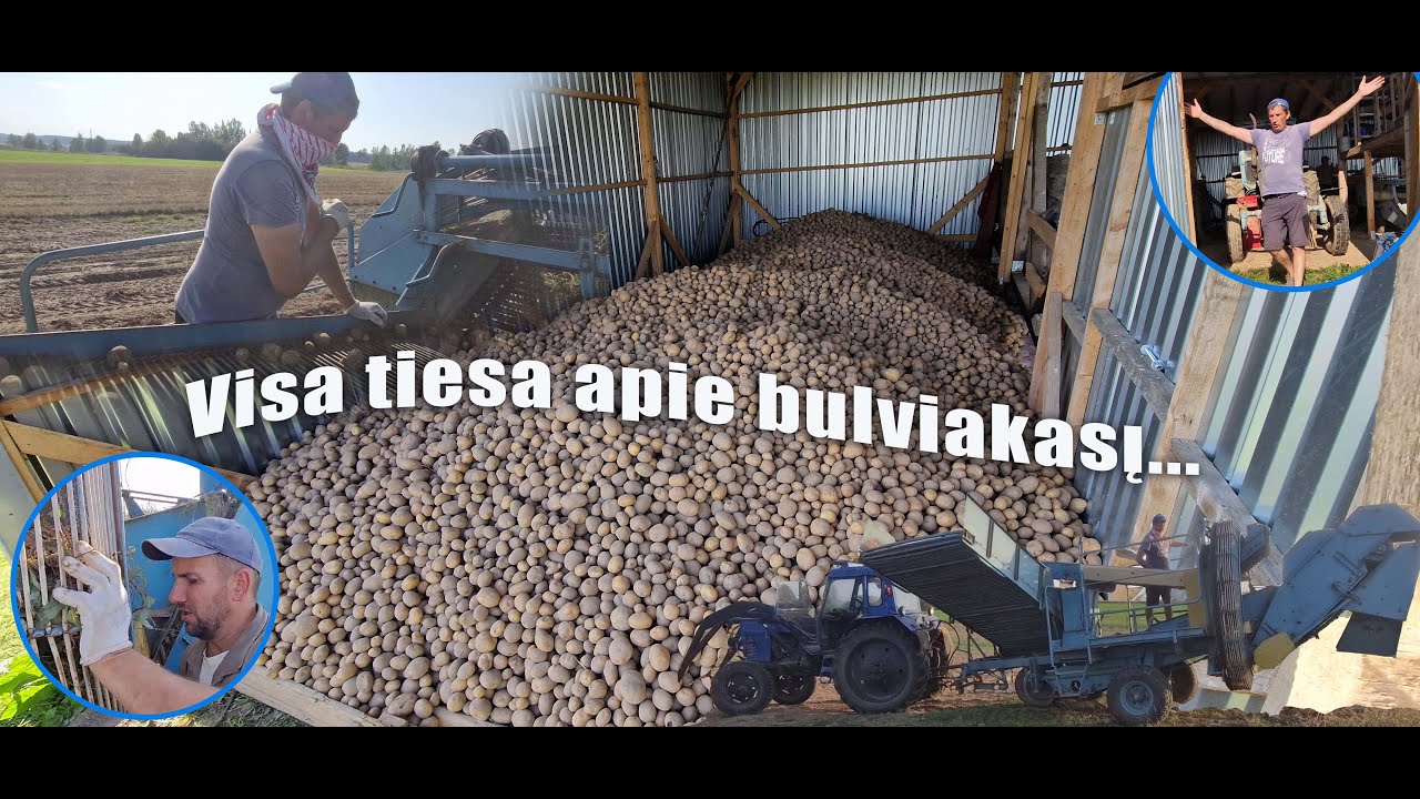 Bulviakasis su kombainu ANA | Bulvių kombaino gedimai | Bulvių kombainas už ir prieš