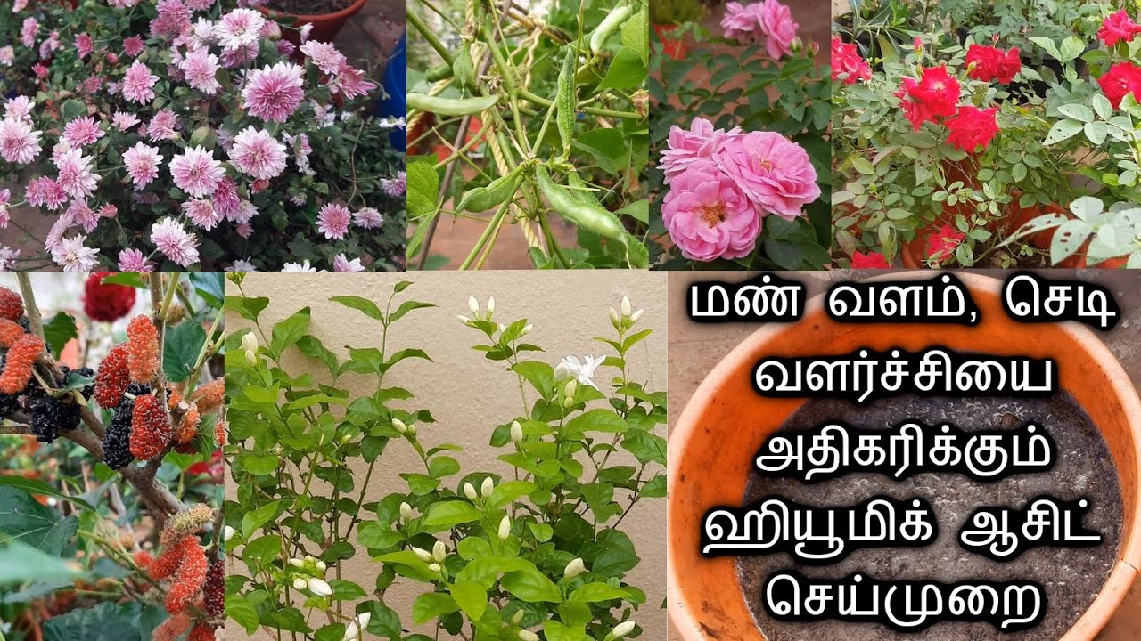 10 ரூபாய் செலவில் Humic Acid வீட்டிலேயே தயாரிப்பது எப்படி How to Prepare Humic acid at home in Tamil