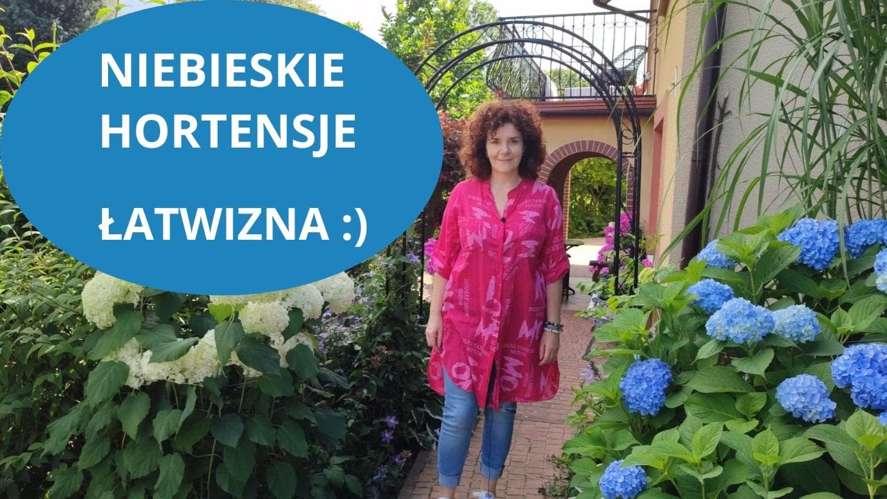 Co zrobić, żeby hortensja kwitła na niebiesko. Wiosenne cięcie i pielęgnacja.