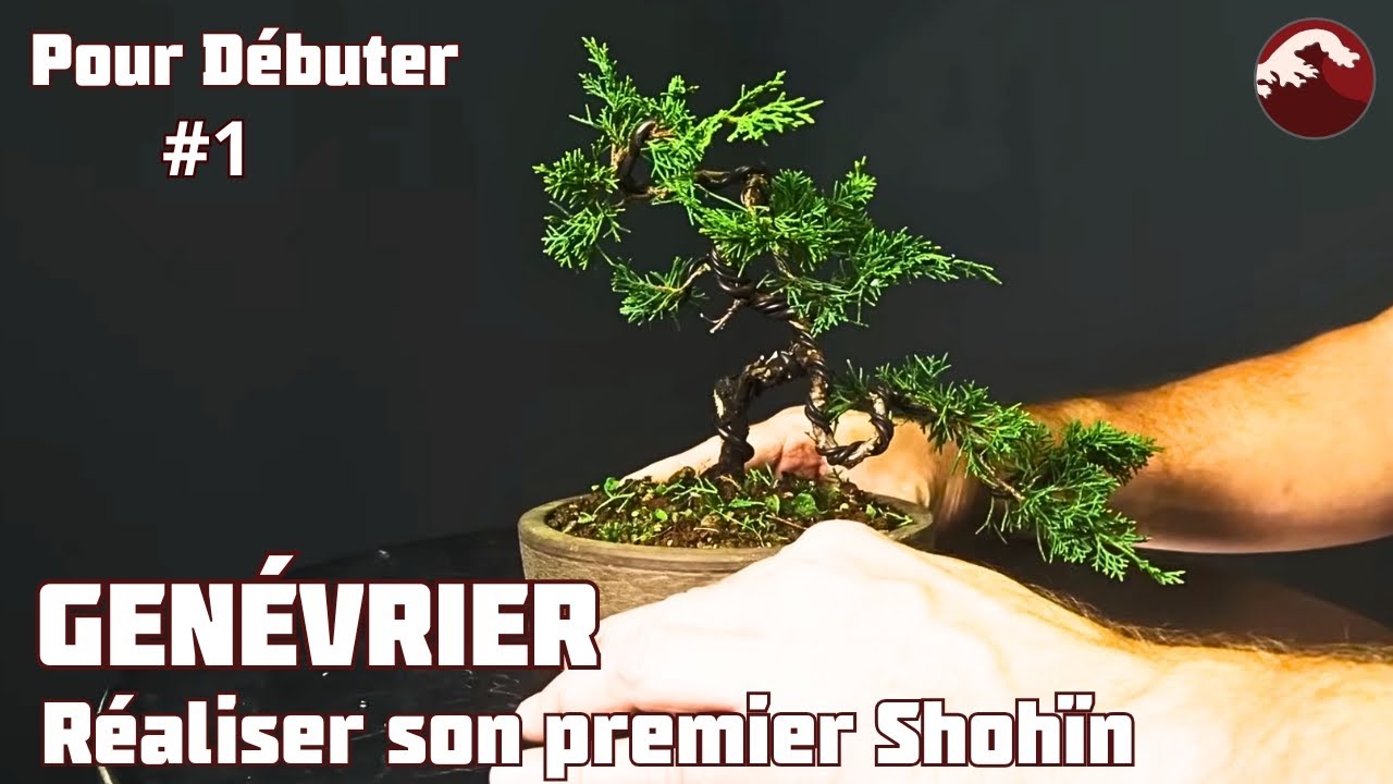 Comment Créer une Shohïn avec un Genévrier Itoigawa ? Épisode 1🌱 NEJIKAN BONSAI 🌱