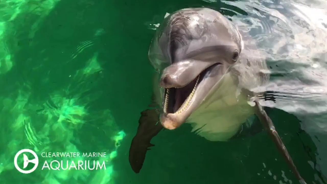 Breakfast Time with Nicholas the Dolphin