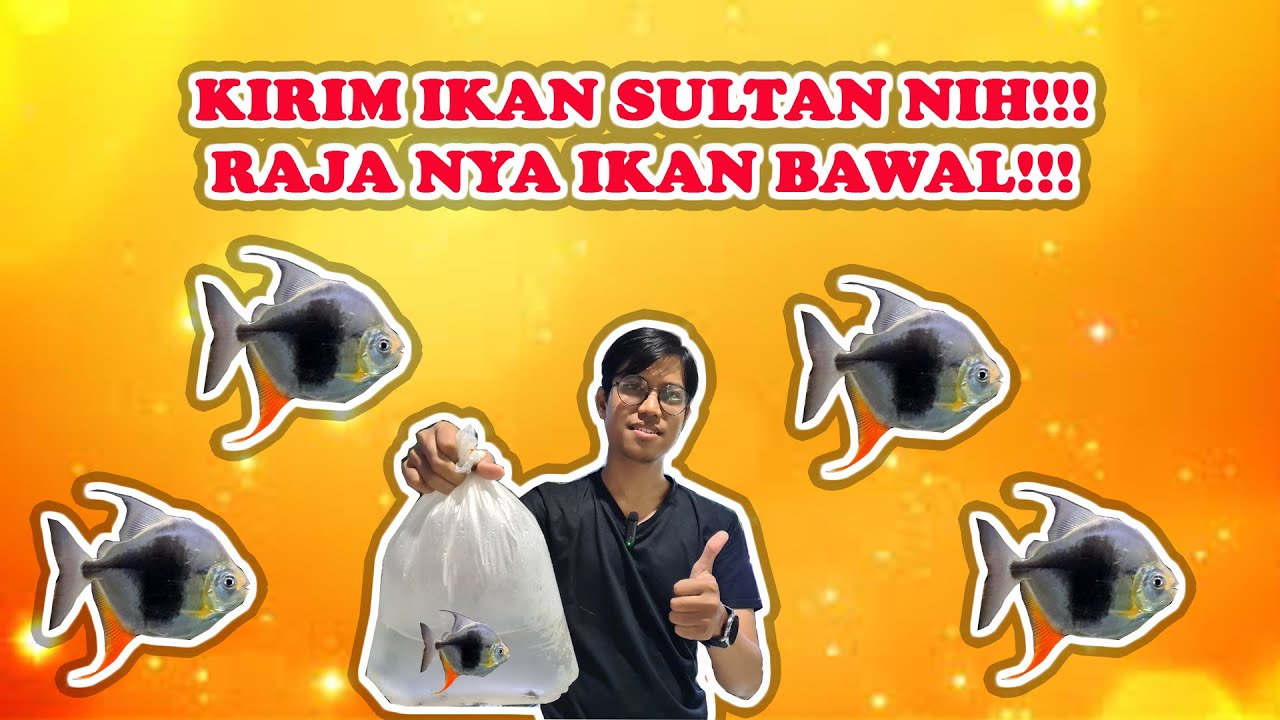MYLEUS BLACKBERRY SI BAWAL SULTAN!!! PENGENALAN BAWAL SULTAN, KOK BISA TINGGI HARGANYA?