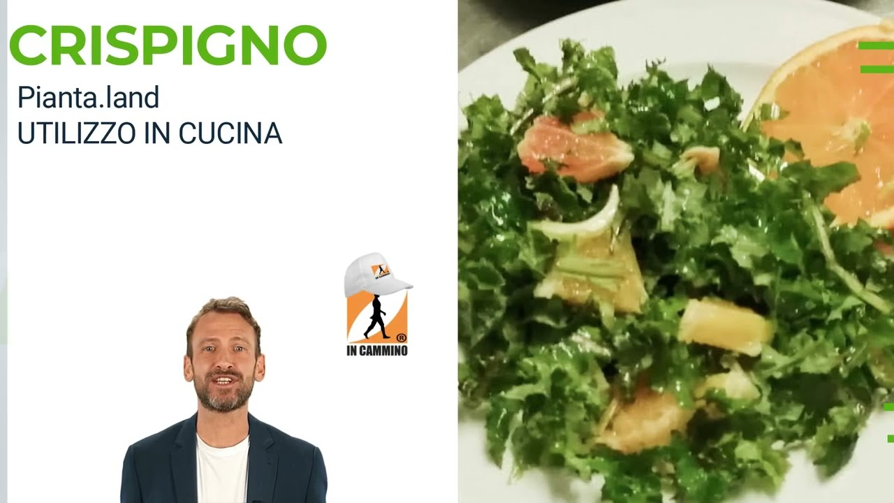 Crispigno 🌿 Da mangiare 🥑 Erbe spontanee 🌲 Pianta.land