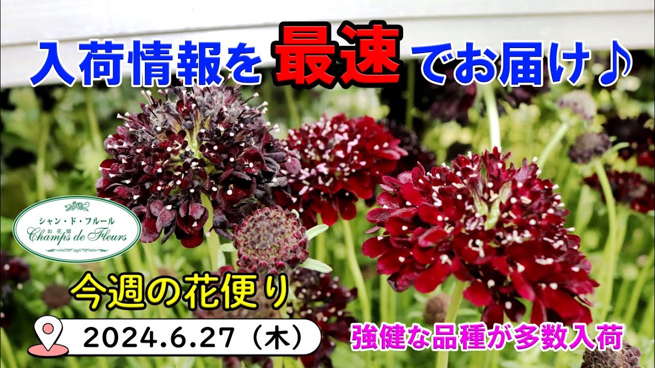 今週の花便り #90【2024.6.27】梅雨にも負けない!! 強健なお花が続々入荷♪【入荷情報を最速でお届け!!】