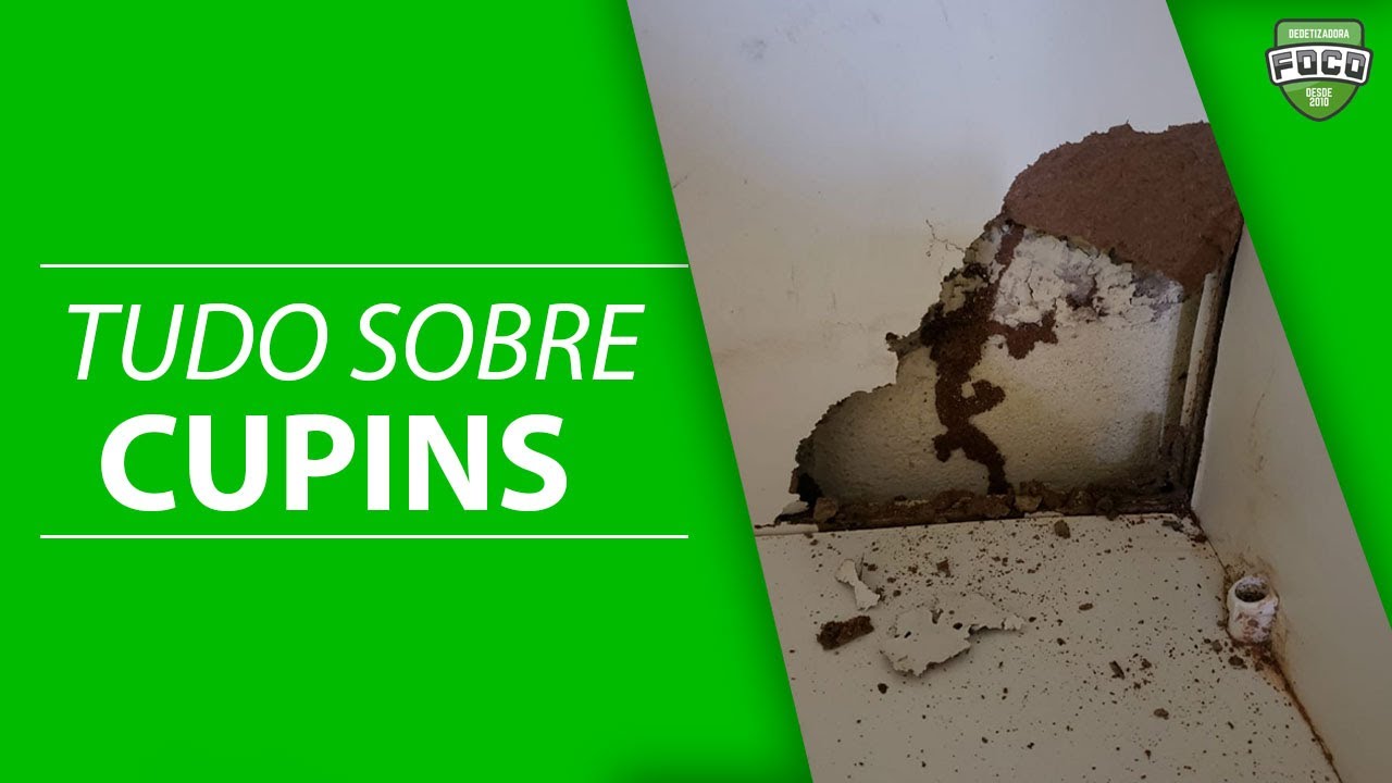 TUDO SOBRE CUPINS! - Pergunte ao Biólogo