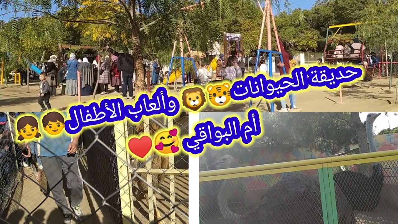 حديقة أم البواقي 🥰♥️ حديقة 🦁🐯 الحيوانات وألعاب أطفال 🧒👧