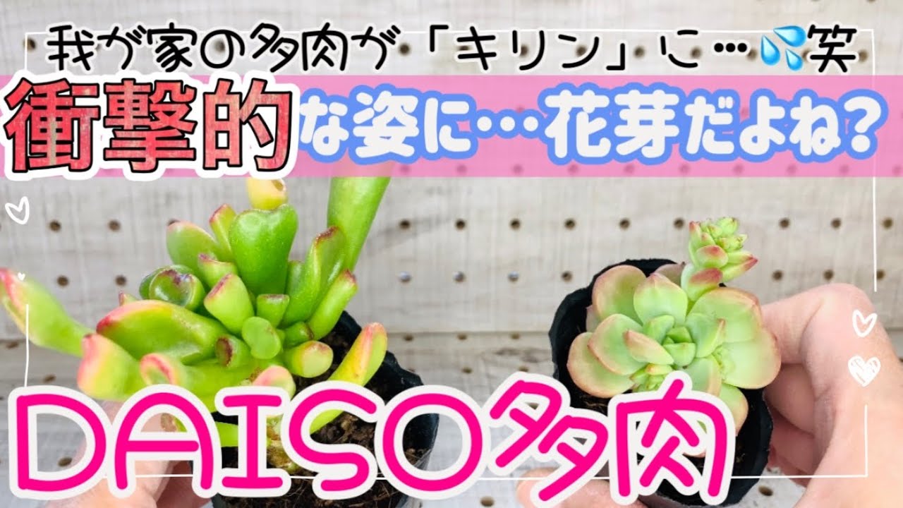 【多肉植物】#70 お迎え品紹介！またまたDAISO多肉♪